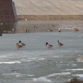 ������ ����! ������������� �������� ���