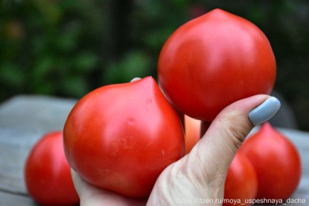 ����� �������: ����������� ������ ��� ������� ��������