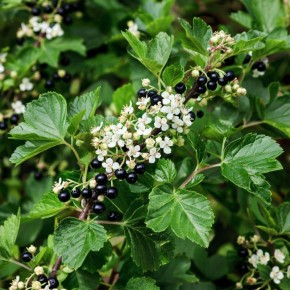 ��� ���������� ��������� �� ��������� ����� �� ��� ���: ����������� ������