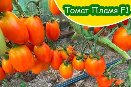 ����� �����: ������� ������ ��� ��������� 2025 ����