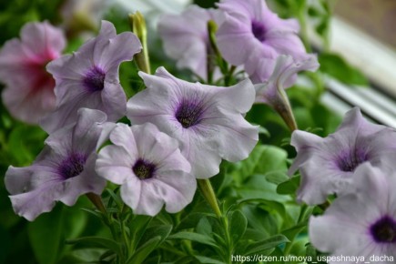 ����� � ��� ��������� ����� ������� �� �������