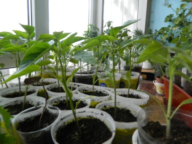 ��� ��������� ����������� ������� ��� �������� ������