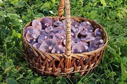 ��� �������� ��������� ������� �� �� �������� ���������