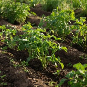 ����������� ���� �� ���������: ��� � ������������ ��� ����� ������?