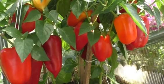 ������� ��������� ����������� �����: ��� �������� ���������������� �������