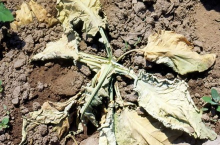 ���� �������: ��� ���� ������ ����� ������ ��� ������ �� 10 ���