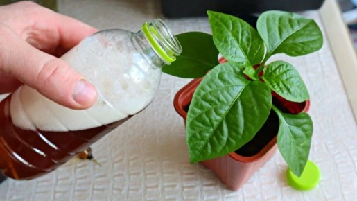 ��� ��������� ��������� revitalizes ����� ����� �� ���� �����