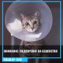 По информации, полученной от Комитета ветеринарии Республики Марий Эл, выявлено подозрение на возникновение бешенства у двух кошек