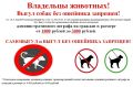 «Мы в ответе за тех, кого приручили»: как сделать прогулки с собакой комфортными и безопасными?