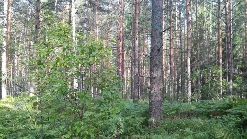 В лесах Марий Эл объявлен IV класс пожарной опасности