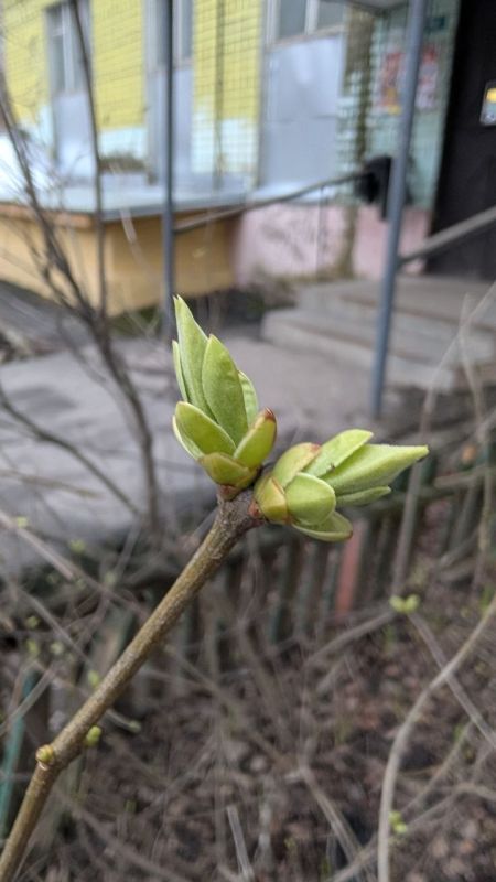 Доброе утро! В Древнем Риме «доброе утро» не желали — вместо этого говорили «Bene mane» (буквально «хорошо рано»)