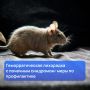 Мышиная лихорадка (ГЛПС): опасность, симптомы, профилактика