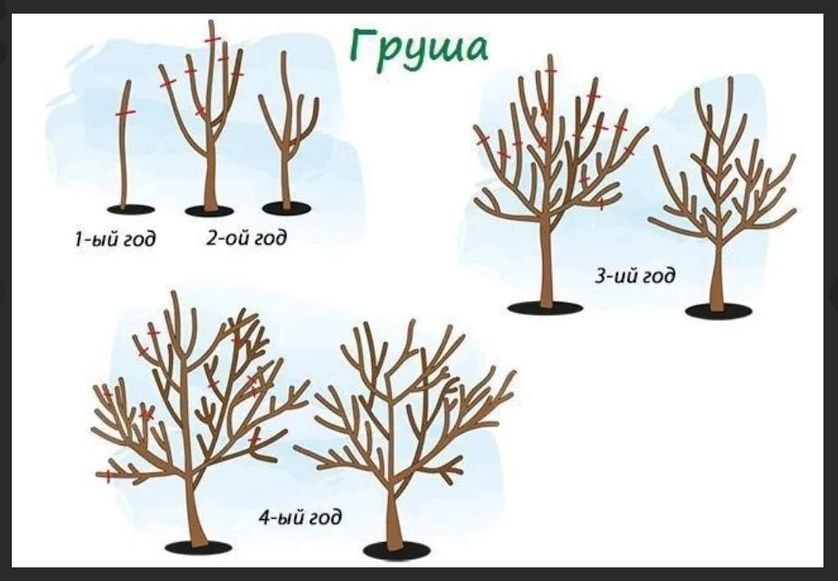 Летняя обрезка груши: как преобразовать волчки в плодовые ветви