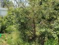 Как победить черную тлю на вишне: советы и возражения