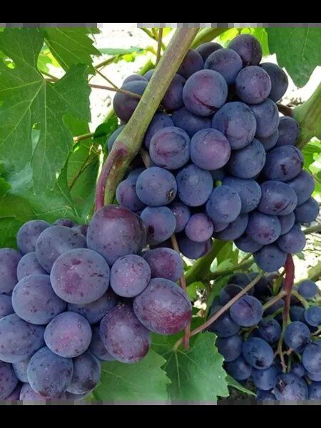 Узнайте о винограде Подарок Несветая: ранний, вкусный и крупноплодный