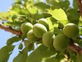 Как избежать распространённых ошибок и получить достойный урожай слив