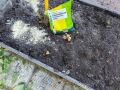 Как раскислить почву: секреты здоровых растений