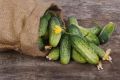 Огурцы сорта Азбука: Как вырастить вкусные и урожайные плоды