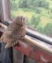 На вышку в Нацпарке «Марий Чодра» на дежурство заступила сплюшка