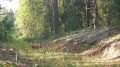 В марийском лесу засекли бесшумную хищницу