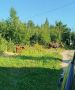 Лоси и кабаны все чаще появляются рядом с дачными участками Марий Эл в поисках пищи