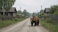 В деревнях возле Йошкар-Олы бродят медведи и другие хищники