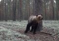 Фотоловушка в заповеднике «Большая Кокшага» сняла взрослого бурого медведя, который проходит по сосновому бору-беломошнику