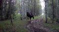 В лесах Марий Эл продолжается брачный сезон лосей