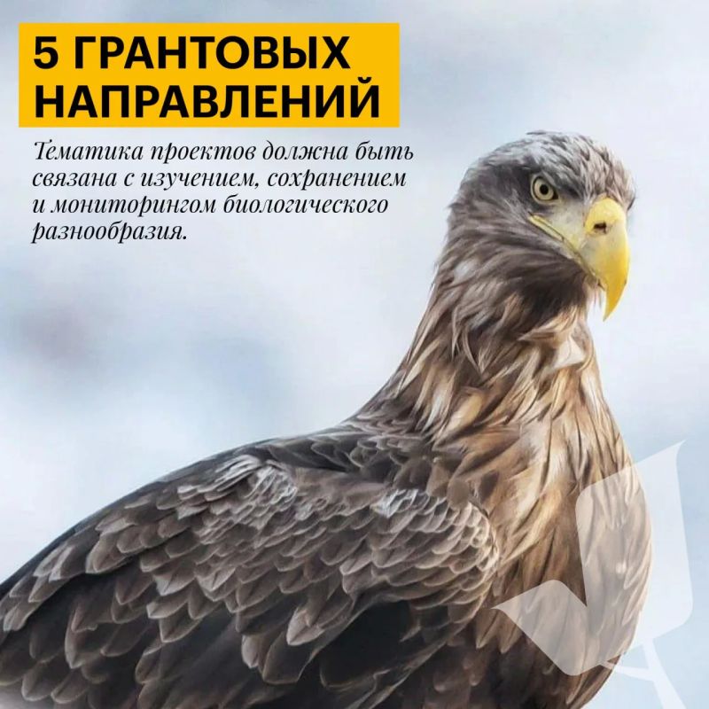 Есть идея, которая поможет сохранить природу России? Пришло время превратить ее в проект Есть идея, которая поможет сохранить природу России? Пришло время превратить ее в проект