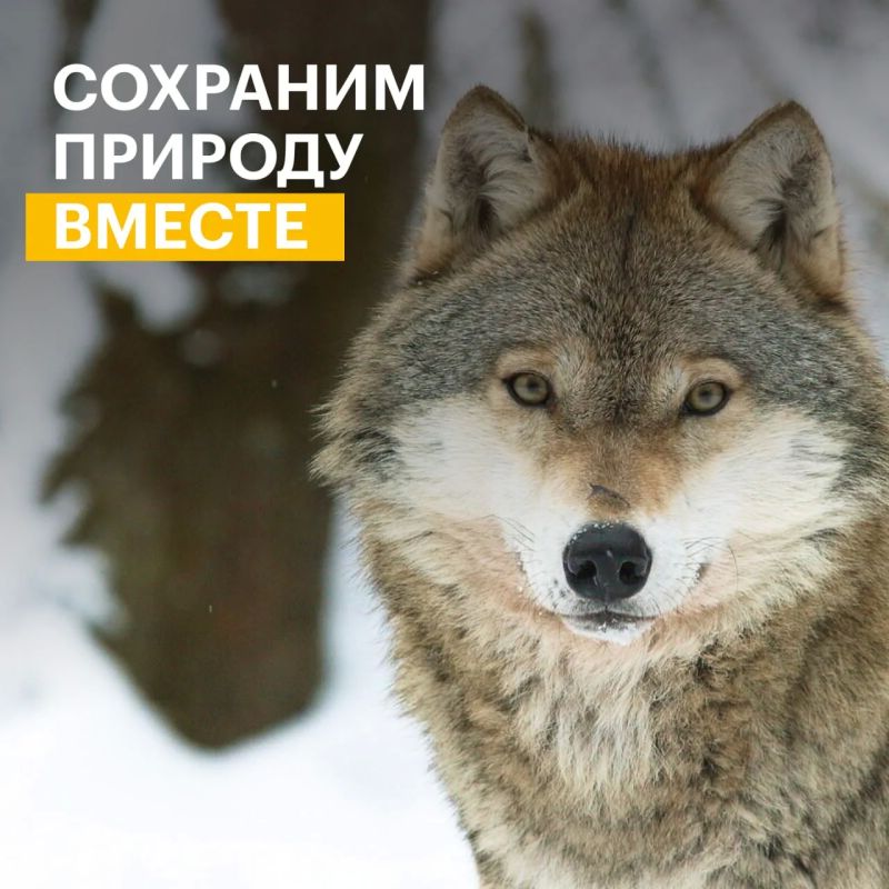 Есть идея, которая поможет сохранить природу России? Пришло время превратить ее в проект Есть идея, которая поможет сохранить природу России? Пришло время превратить ее в проект