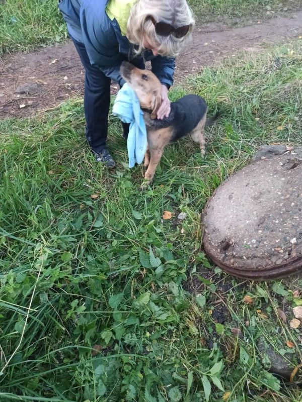 В Йошкар-Оле спасателям пришлось с собаку, провалившуюся в глубокий колодец В Йошкар-Оле спасателям пришлось с собаку, провалившуюся в глубокий колодец