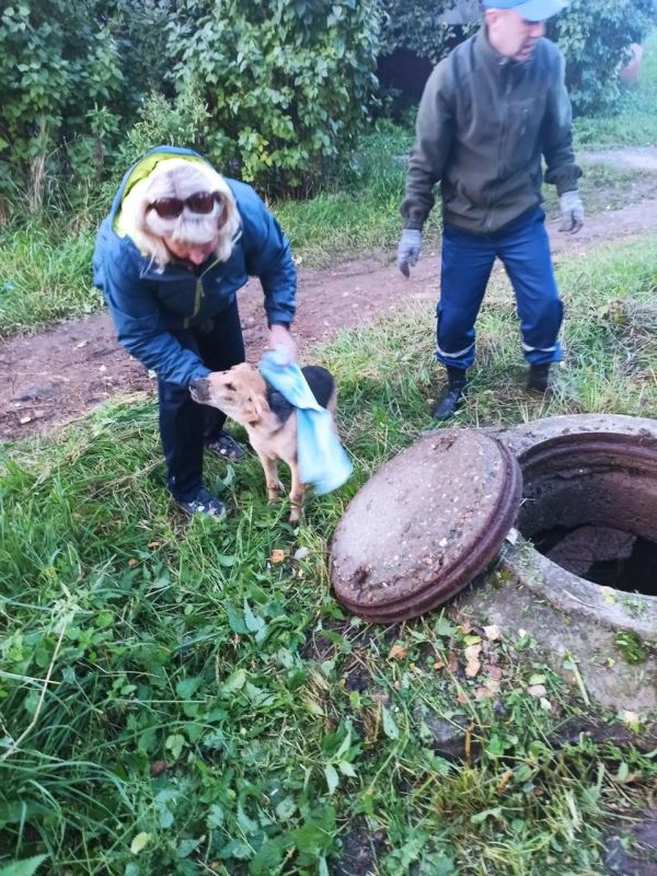 В Йошкар-Оле спасателям пришлось с собаку, провалившуюся в глубокий колодец В Йошкар-Оле спасателям пришлось с собаку, провалившуюся в глубокий колодец
