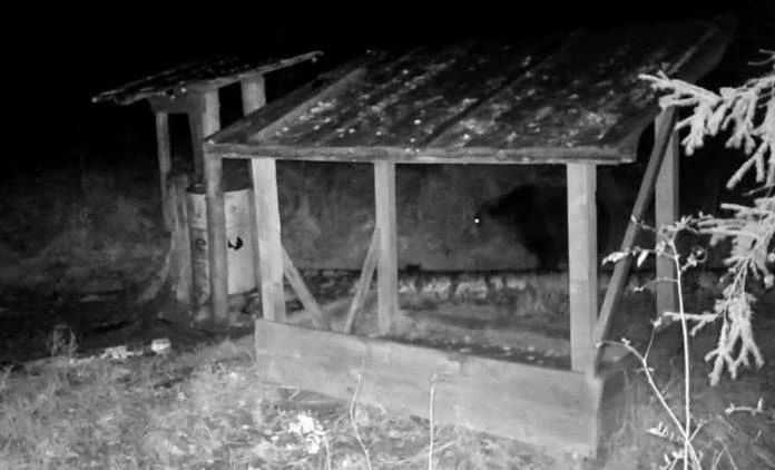 Медведь и барсук встретились у кормушки в лесу Марий Эл. Причем маленький зверь не стал уступать добычу своему огромному сопернику
