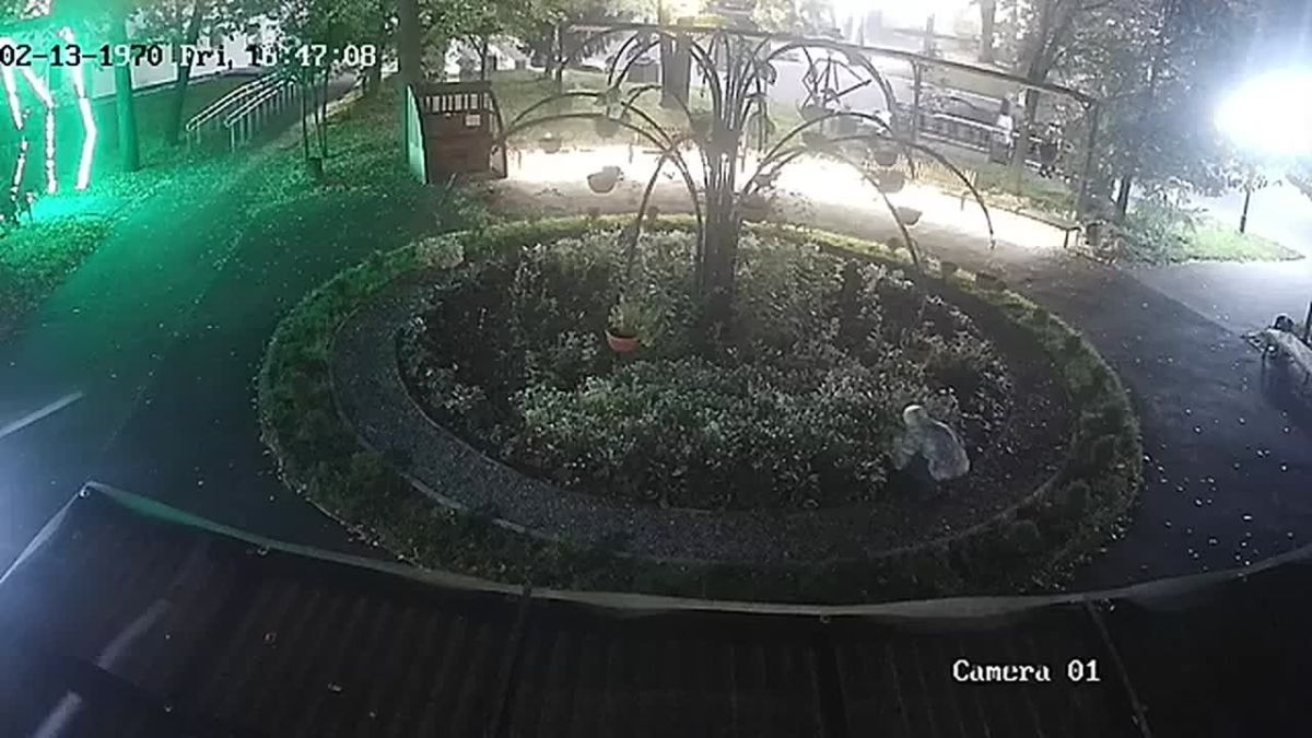 В Йошкар-Оле камеры засняли женщину, выкапывавшую тую в Центральном парке