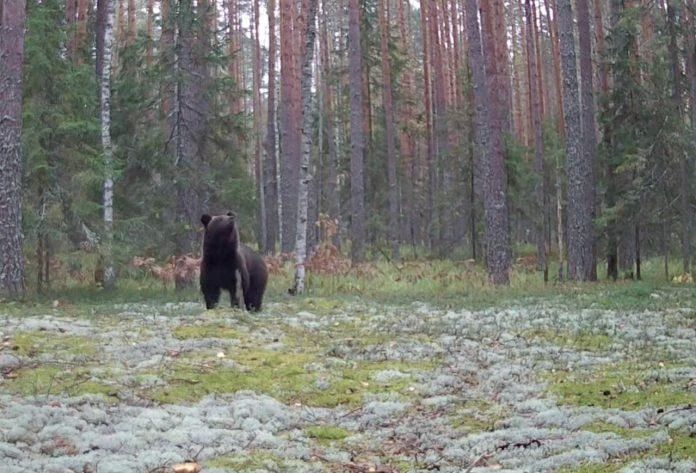 Крупный самец бурого медведя попал в объектив фотоловушки в заповеднике «Большая Кокшага»
