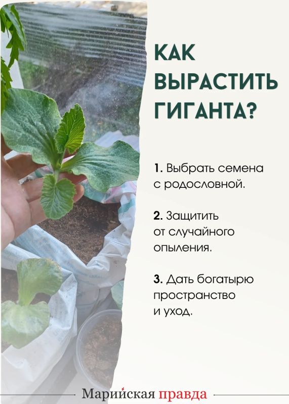 Кабачок-богатырь Кокша и тыква Пампалче из Марий Эл стали участниками национального чемпионата урожая Кабачок-богатырь Кокша и тыква Пампалче из Марий Эл стали участниками национального чемпионата урожая