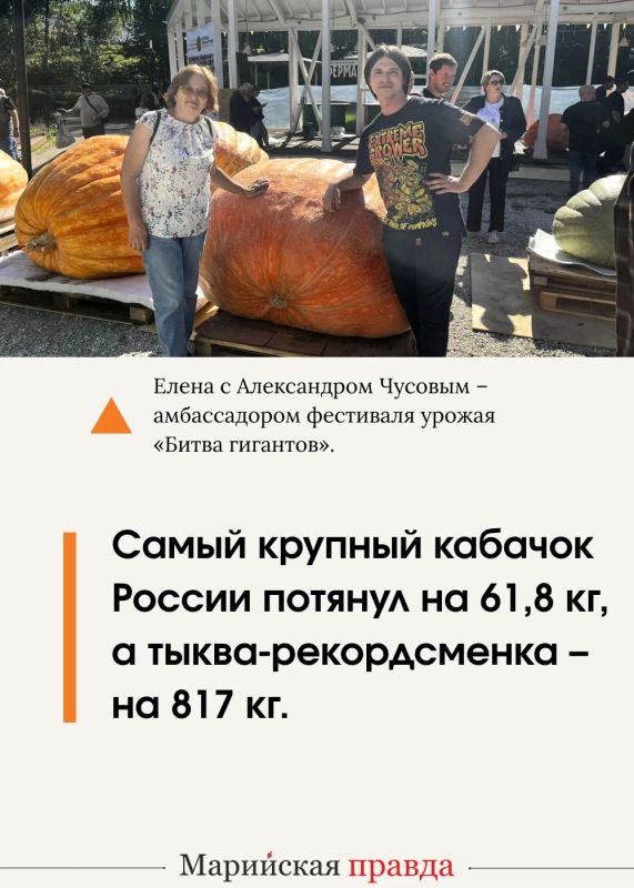 Кабачок-богатырь Кокша и тыква Пампалче из Марий Эл стали участниками национального чемпионата урожая Кабачок-богатырь Кокша и тыква Пампалче из Марий Эл стали участниками национального чемпионата урожая
