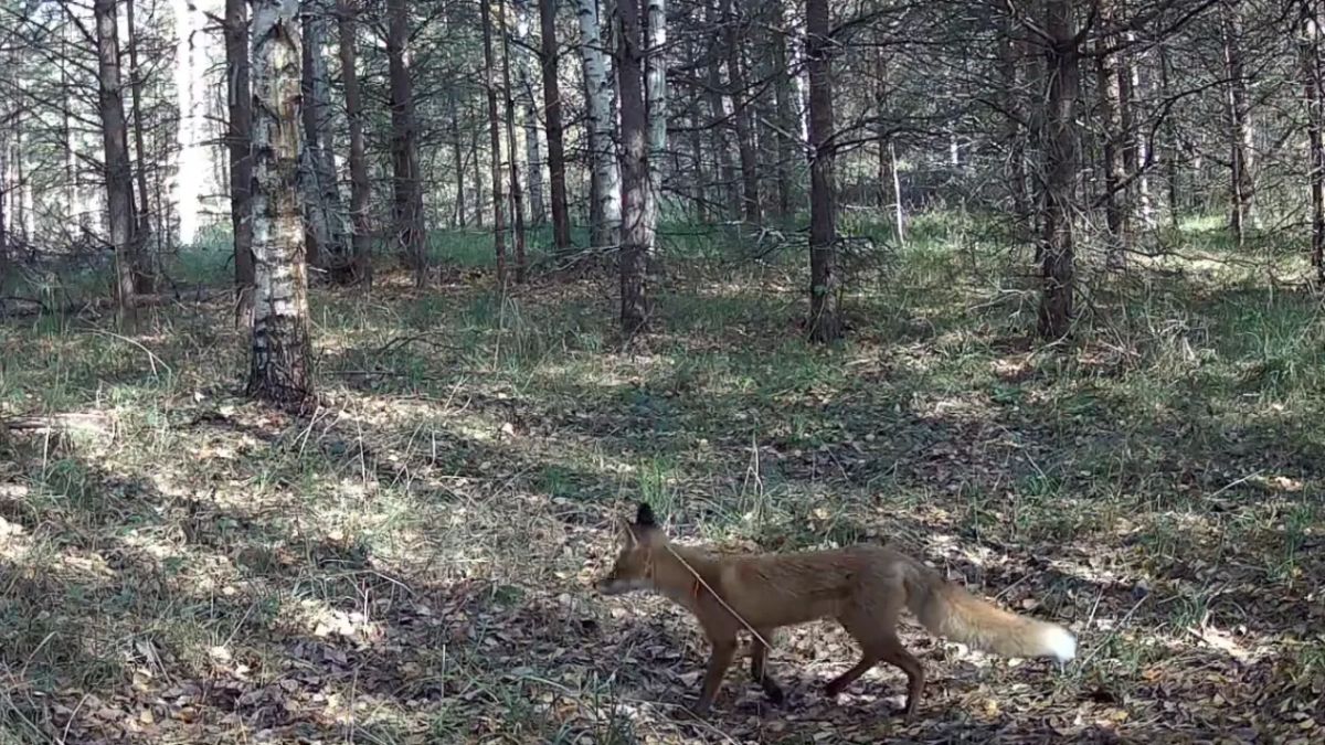 В заповеднике «Большая Кокшага» звери переодеваются в зимние шубки