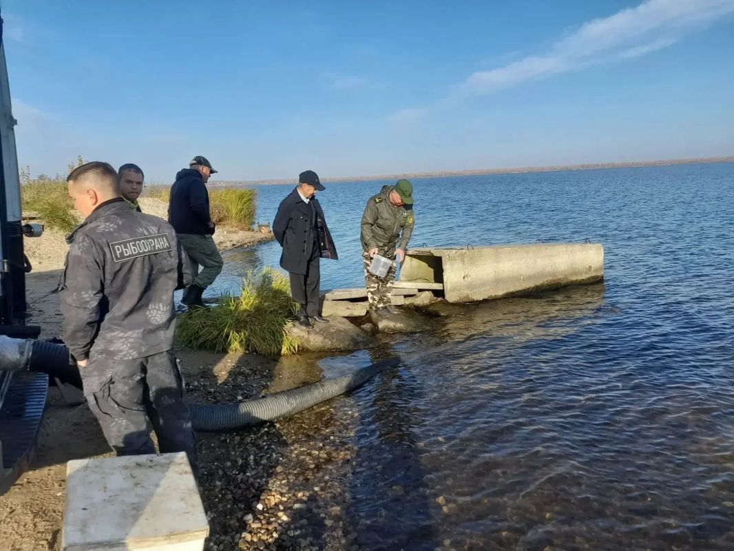 В Марий Эл в Волгу выпустили около восьми тысяч мальков стерляди
