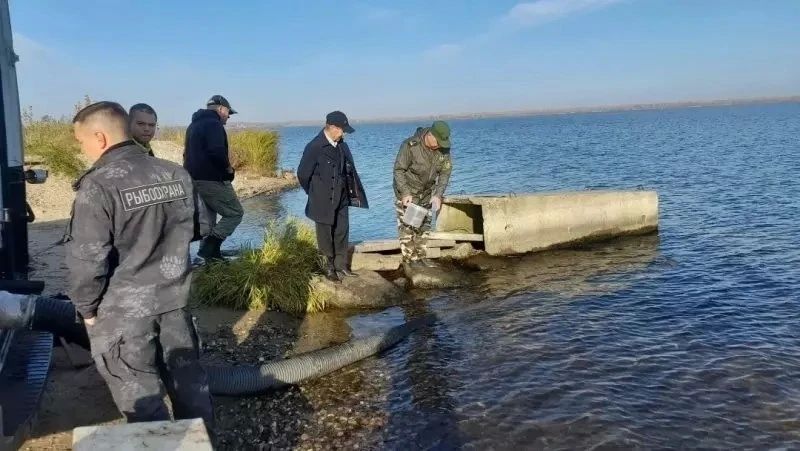 В Чебоксарское водохранилище выпустили почти 8 тысяч мальков стерляди — каждый весом не менее 3 граммов