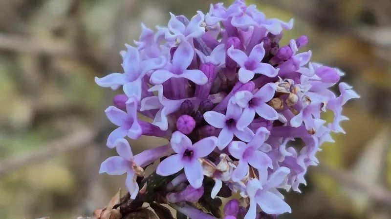Аномалия в Йошкар-Оле: сирень зацвела повторно