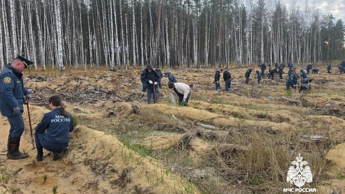 Сотрудники МЧС Марий Эл высадили деревья в Сосновом бору
