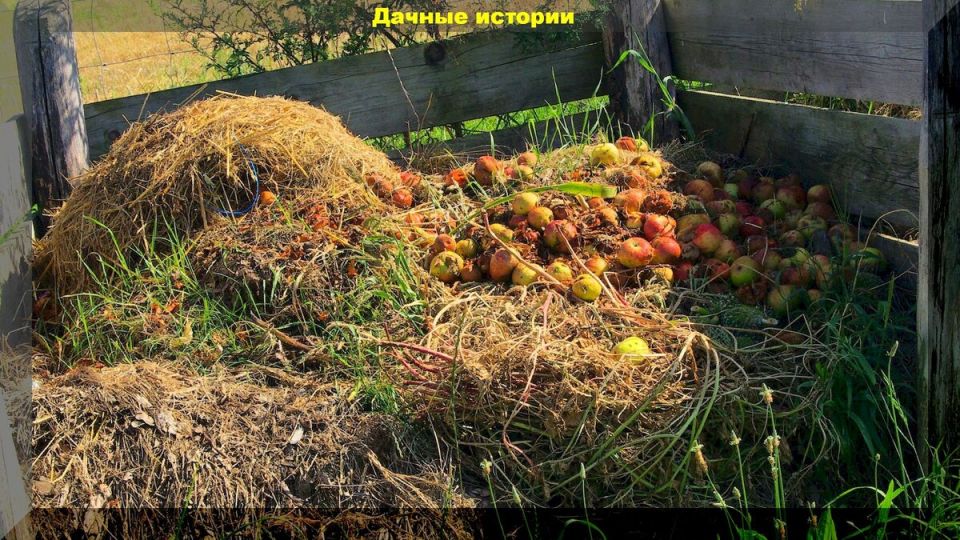 Секреты компостирования: как безопасно утилизировать гнилые фрукты и поражённые болезни овощи
