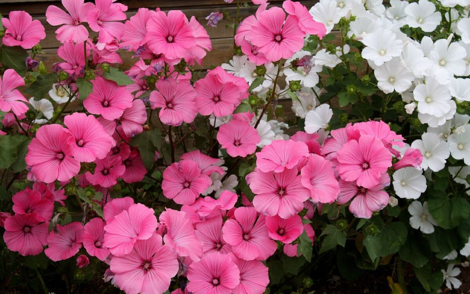 Зимний посев: цветы, которые расцветут весной