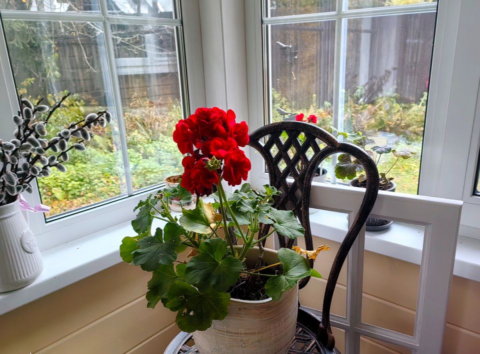 Хранение цветов зимой: советы по черенкованию пеларгоний