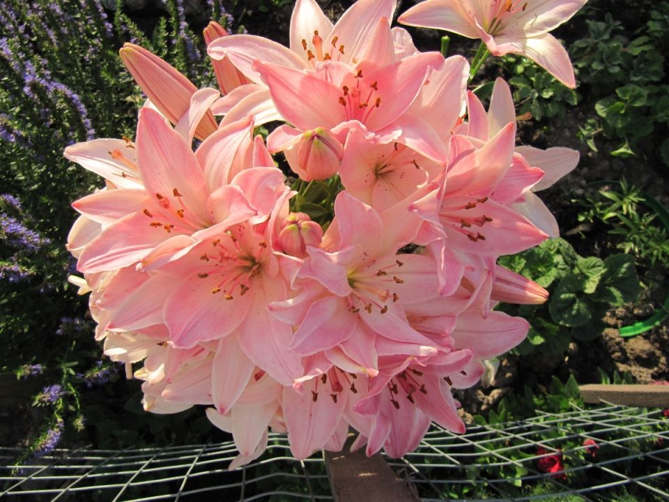 Лилия 'Марлен': загадка фасциации и таинственные причины необычного цветения