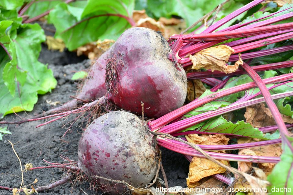 Соседство овощей: секреты успешного урожая