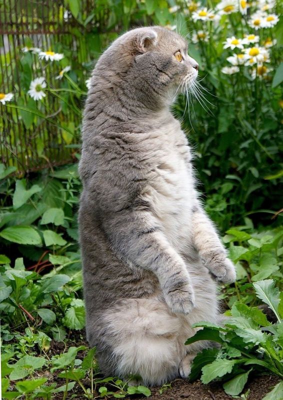 Как подготовить кошку к дачному отдыху: лучшие советы