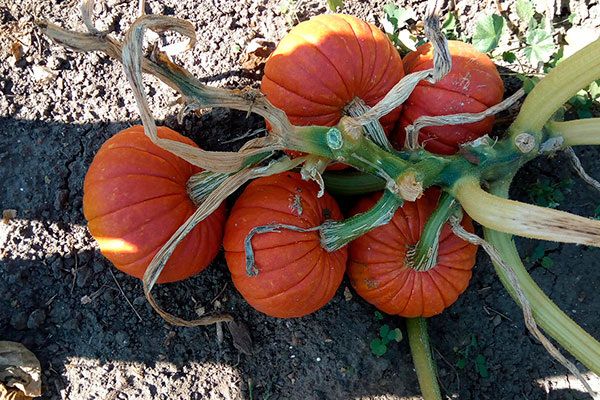Тыква Колобок: секреты популярности и успешного выращивания