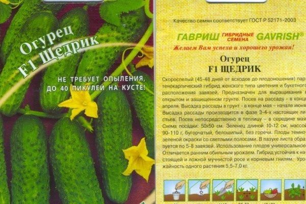 Почему огурец Щедрик стал любимцем среди огородников